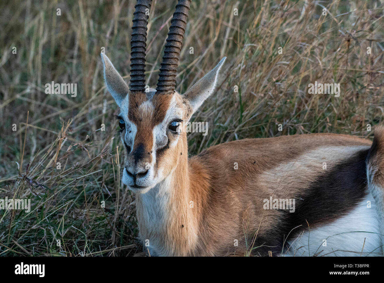 Thomson Gazelle close up ritratto nel Maasai Mara Foto Stock