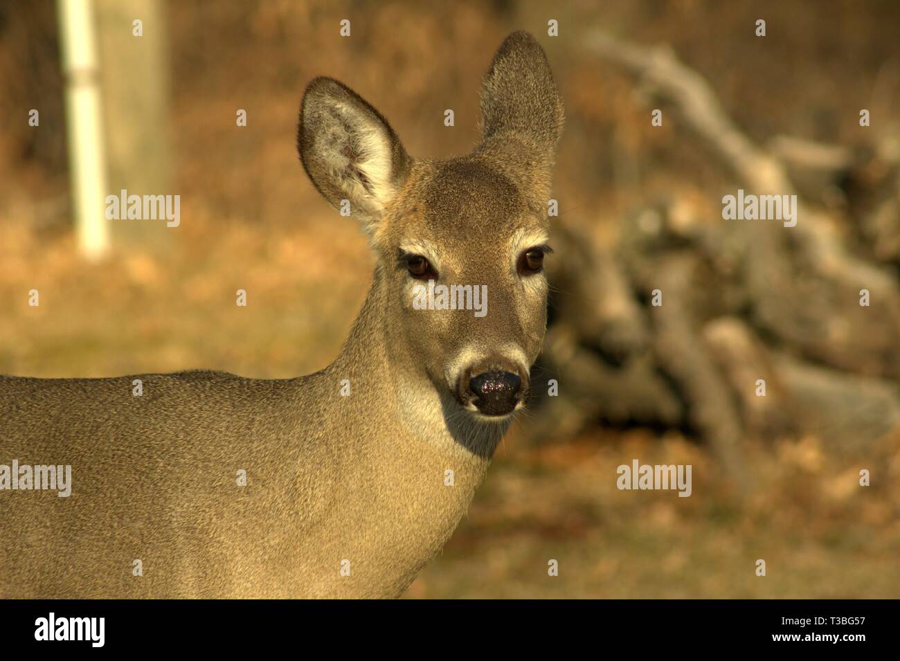 Una femmina del cervo di guardare avanti, ascolto dietro di lei Foto Stock