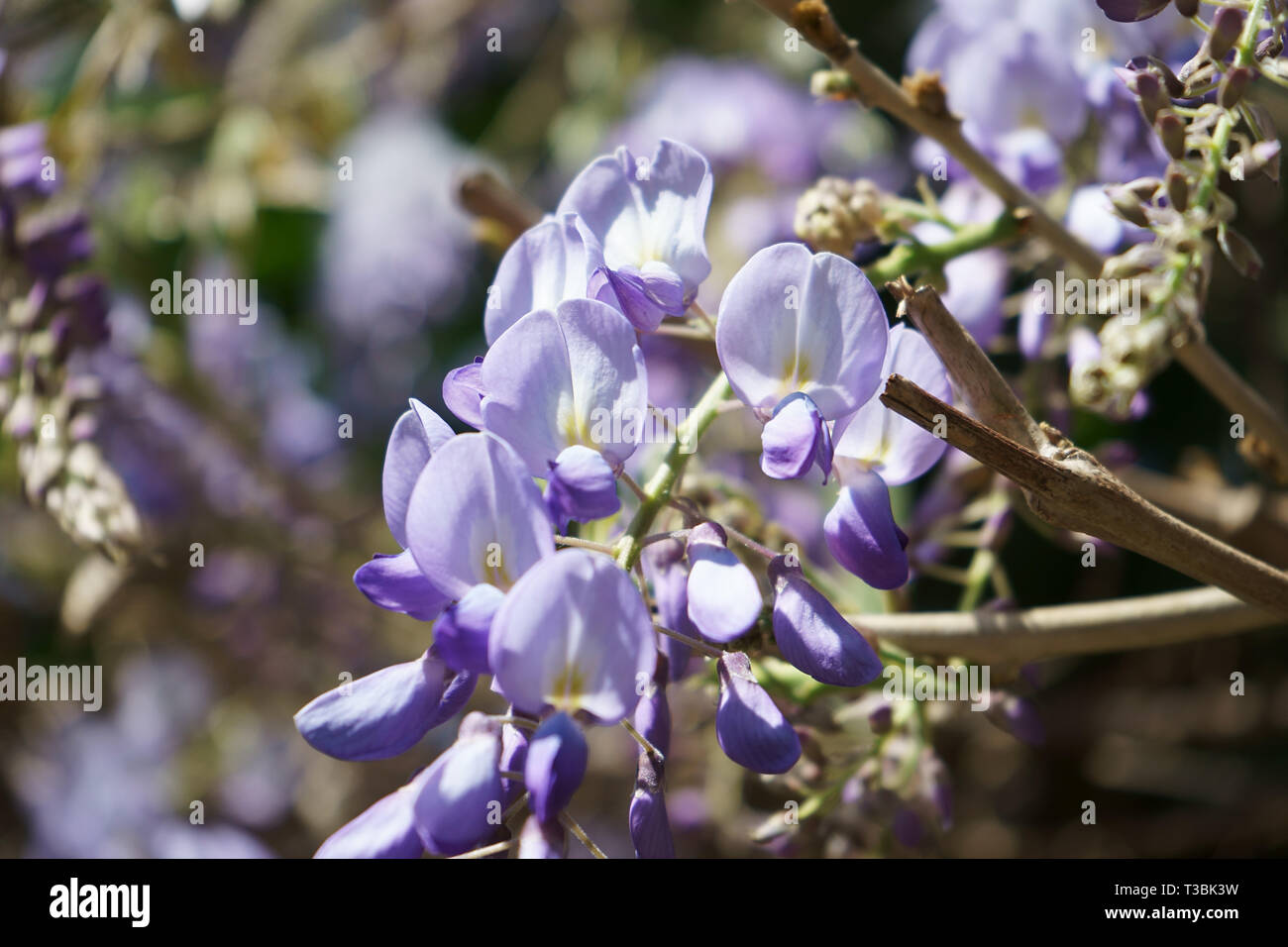 Wisteria sinensis (Cinese wisteria), lilla-fiori blu, close-up Foto Stock