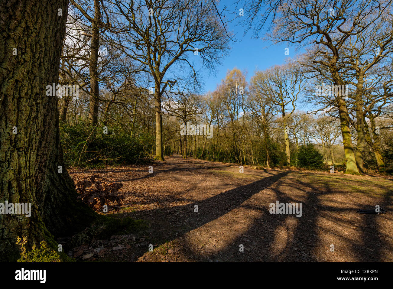 Swithland il legno è il sito più importante degli antichi boschi per la conservazione della natura in Leicestershire e siti di particolare interesse scientifico. Foto Stock