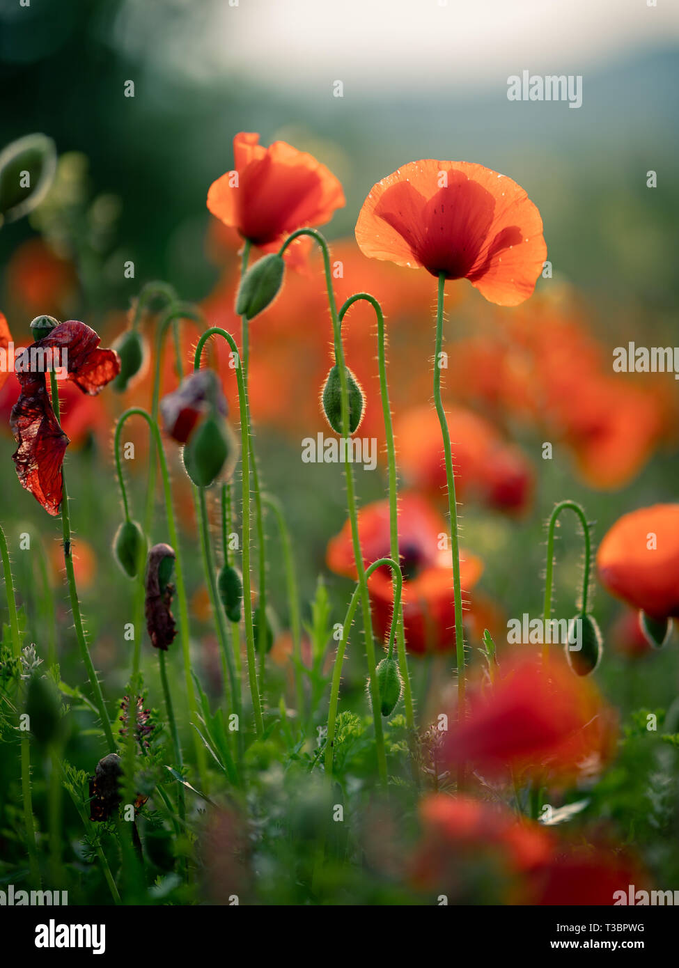 Meraviglioso panorama al tramonto. Un campo di fioritura papaveri rossi a Cipro. Fiori Selvatici in primavera. Bellissimo paesaggio naturale in estate. Foto Stock