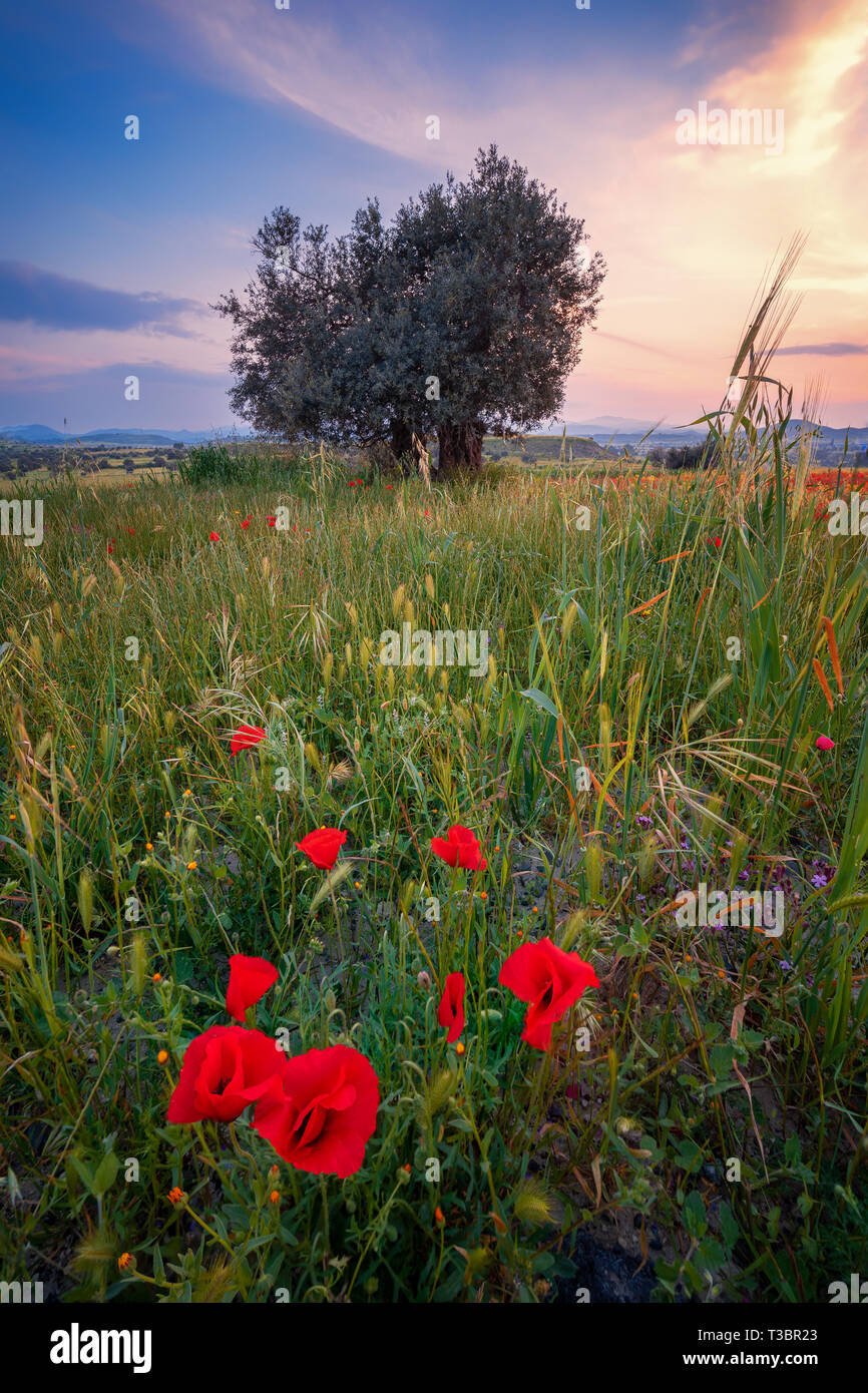 Meraviglioso panorama al tramonto. Un campo di fioritura papaveri rossi a Cipro. Fiori Selvatici in primavera. Bellissimo paesaggio naturale in estate. Foto Stock