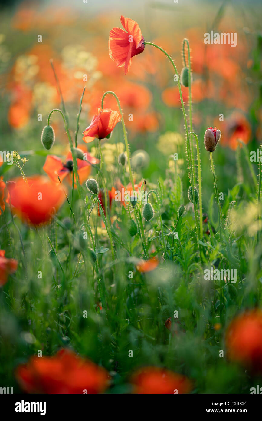 Meraviglioso panorama al tramonto. Un campo di fioritura papaveri rossi a Cipro. Fiori Selvatici in primavera. Bellissimo paesaggio naturale in estate. Foto Stock