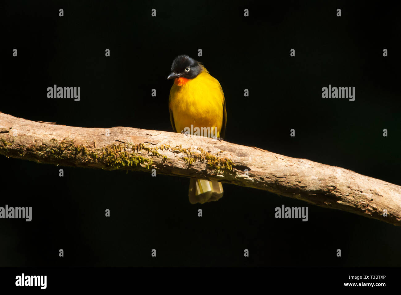 Fiamma bulbul throated, Pycnonotus gularis, i Ghati Occidentali, India. Foto Stock