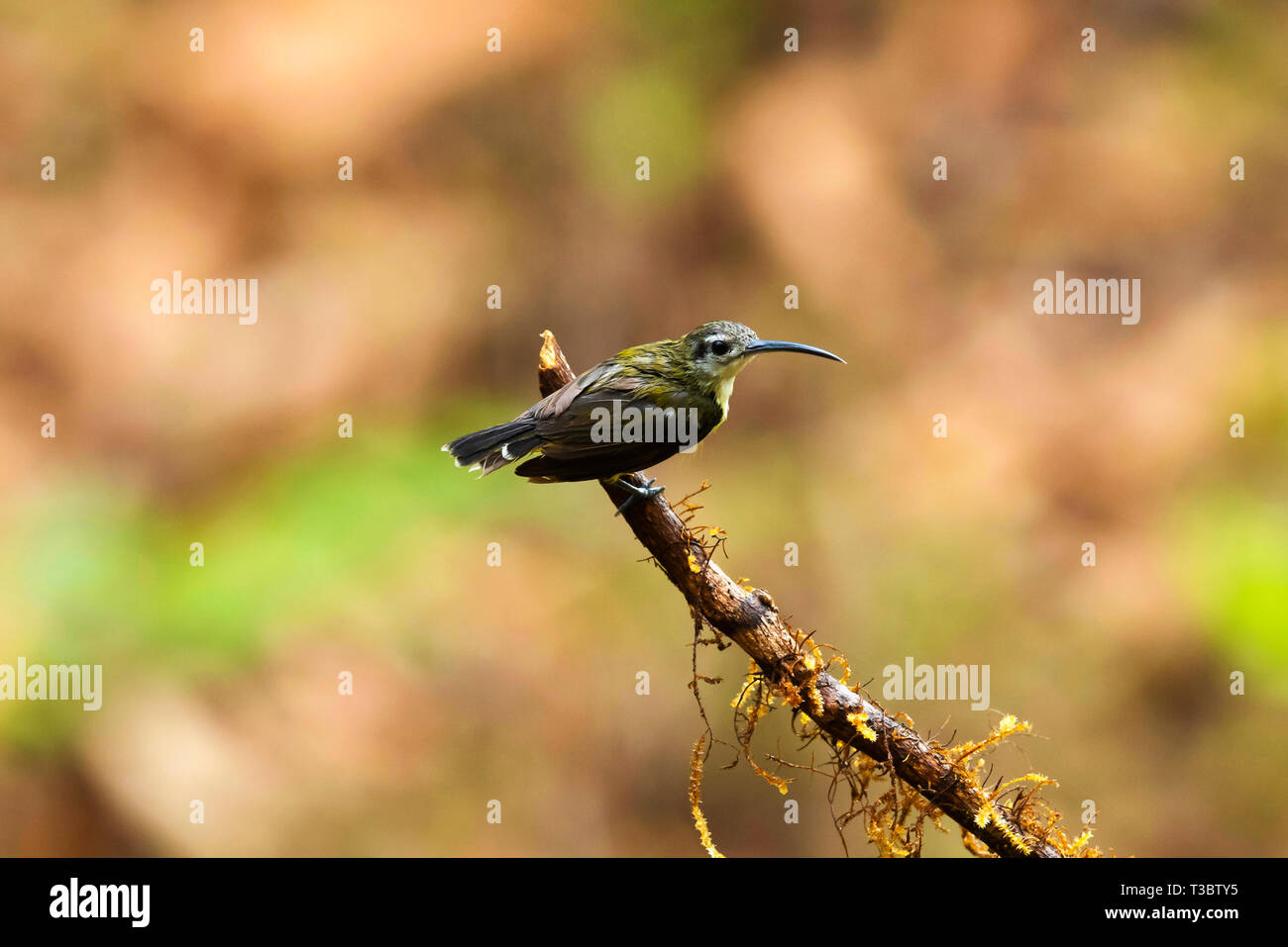 Poco spiderhunter, Arachnothera longirostra, i Ghati Occidentali, India. Foto Stock