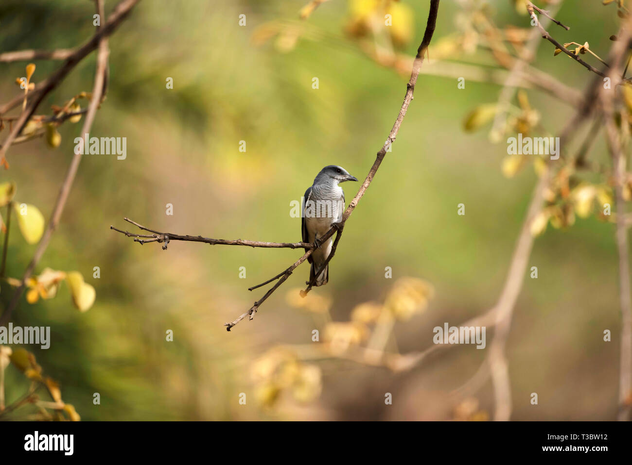 Grandi cuckooshrike, Coracina macei, femmina, India. Foto Stock