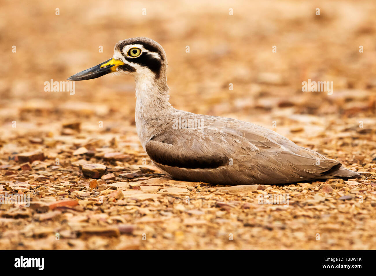 Grande thick-ginocchio, Esacus recurvirostris, Ranthambore Riserva della Tigre, Rajasthan, India. Foto Stock