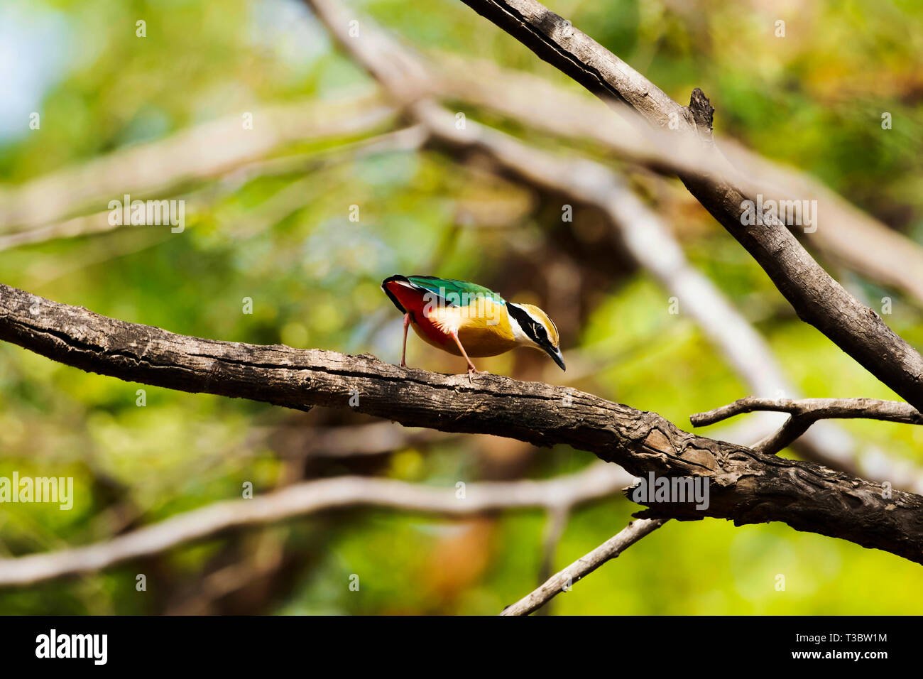 Indian pitta, Pitta brachyura, Ranthambore Riserva della Tigre, Rajasthan, India. Foto Stock