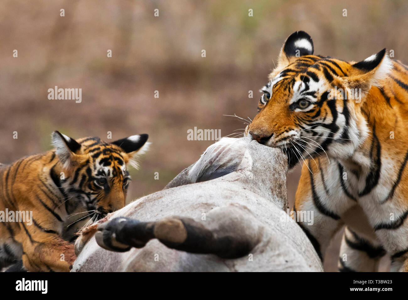 Tigri con kill, Panthera tigri, Ranthambore Riserva della Tigre, Rajasthan, India. Foto Stock