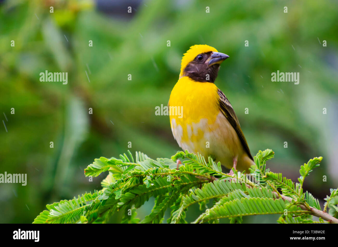 Baya weaver, Ploceus philippinus di Pune, Maharashtra, India. Foto Stock