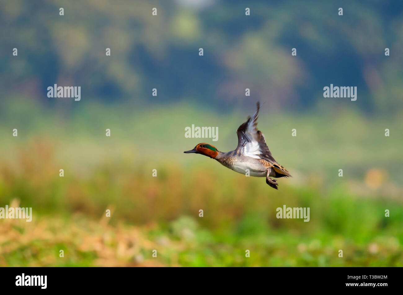 La Eurasian teal o common teal, Anas crecca, maschio, Pune, Maharashtra, India. Foto Stock