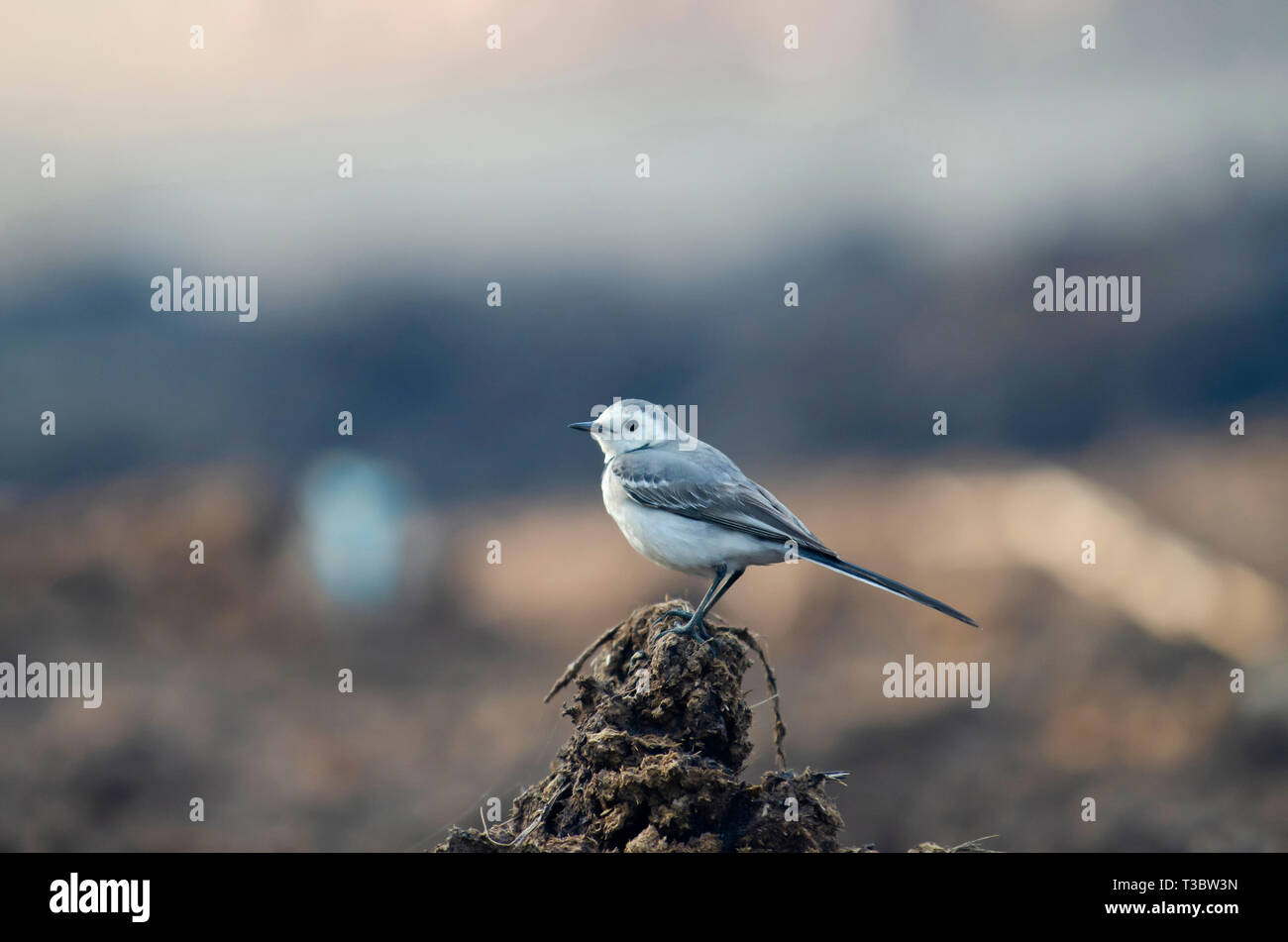 White wagtail, Motacilla alba di Pune, Maharashtra, India. Foto Stock