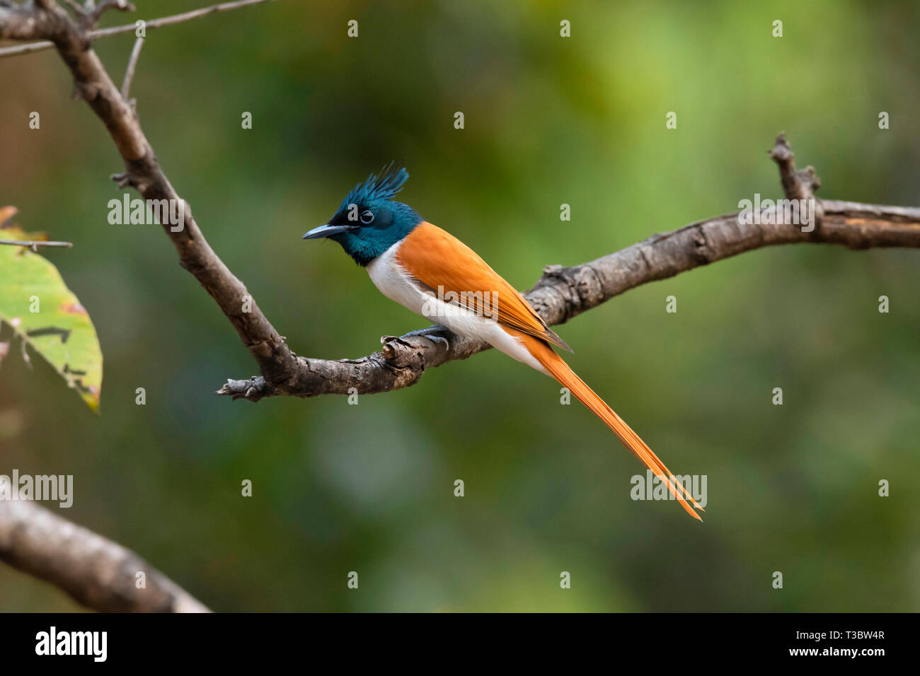 Asian Paradise Flycatcher, Terpsiphone paradisi, maschio, Pune, Maharashtra, India. Foto Stock