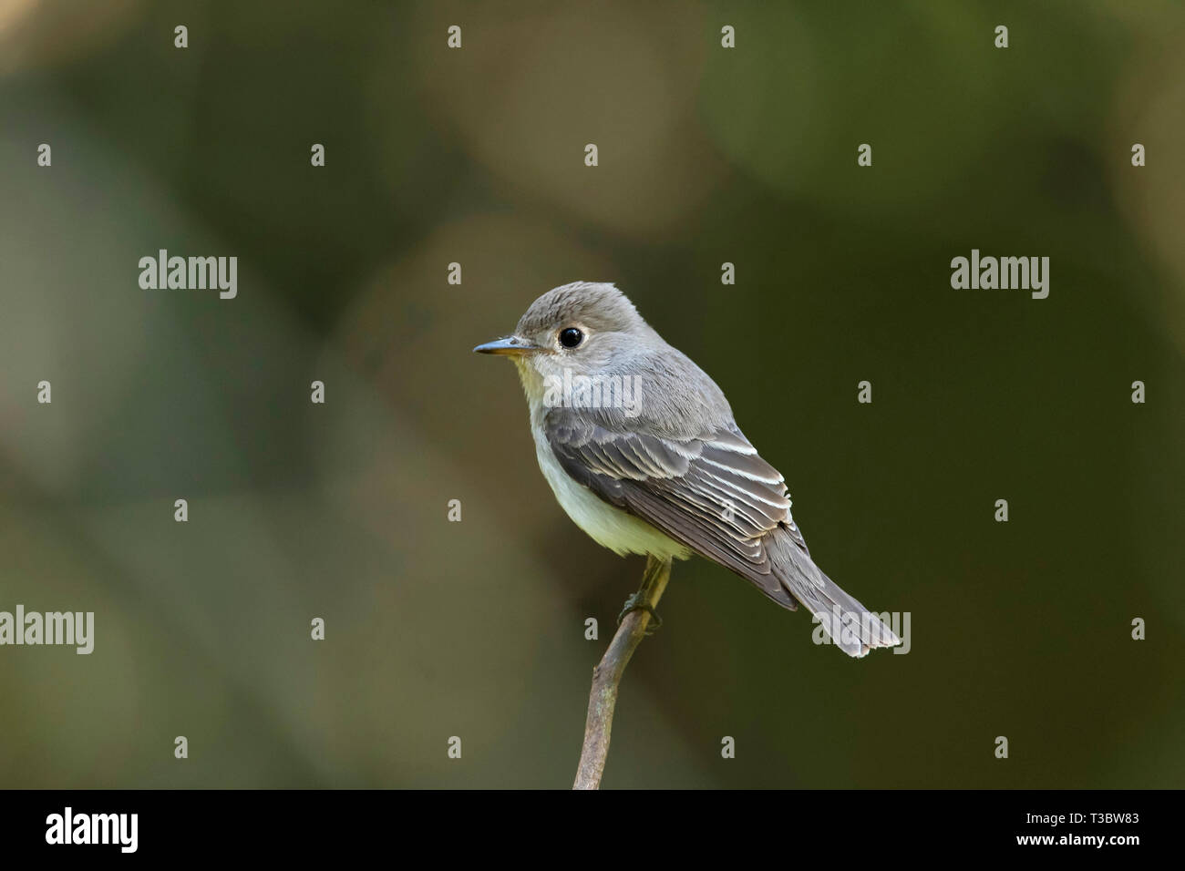 Marrone asiatica flycatcher, Muscicapa dauurica, India. Foto Stock