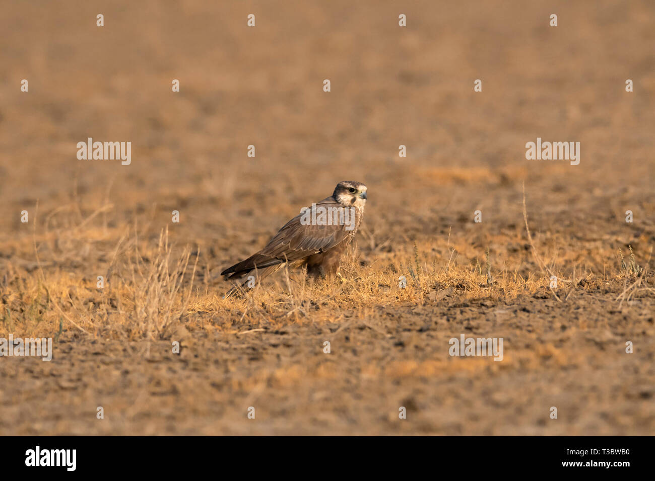 Laggar falcon, Falco jugger, India. Foto Stock