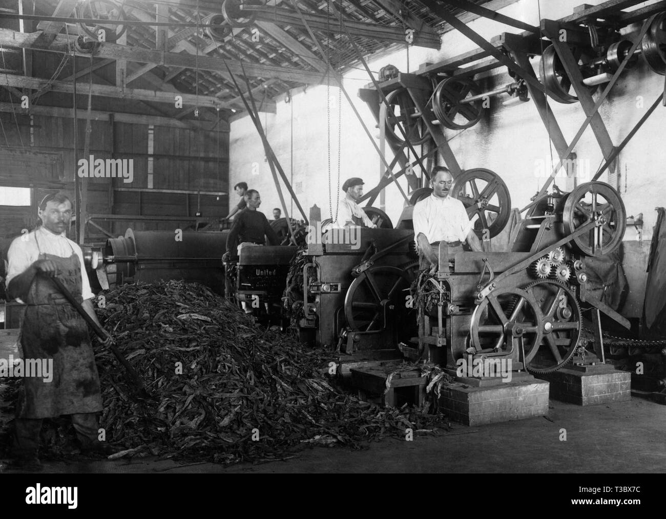 Stato agenzia del tabacco, le macchine per il taglio del tabacco, 1929 Foto Stock