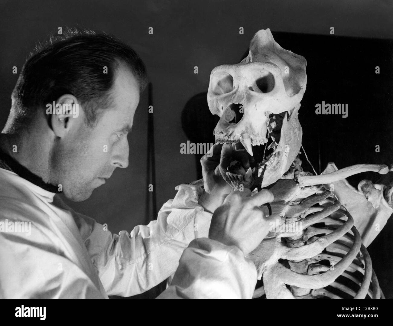 Uno zoologo, lo scheletro di gorilla 1949 Foto Stock