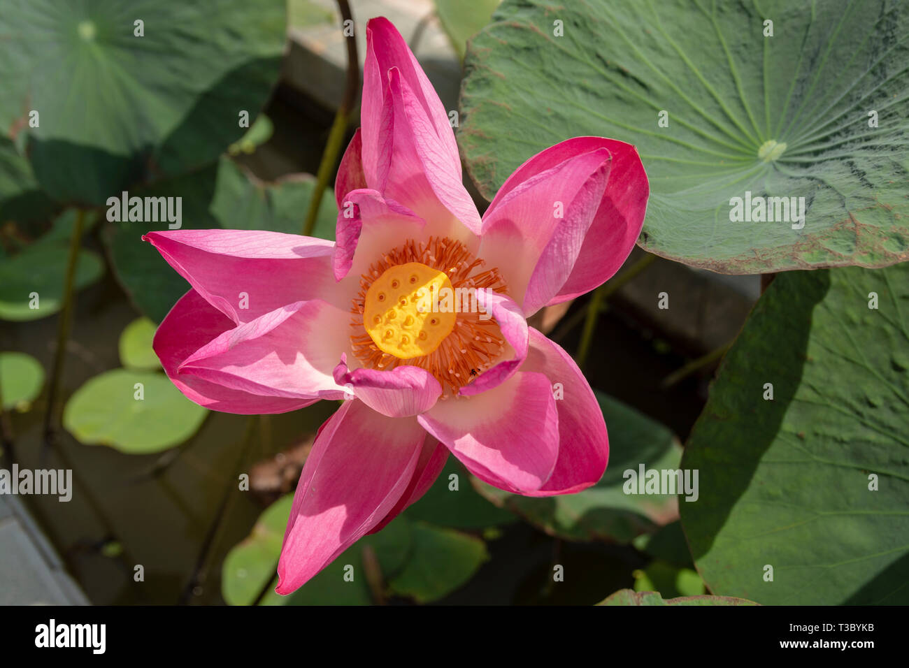 Primo piano dal di sopra di un fiore di loto (Nelumbo nucifera) con anta in background e immagini dall'Isola di Phu Quoc, Vietnam. Foto Stock