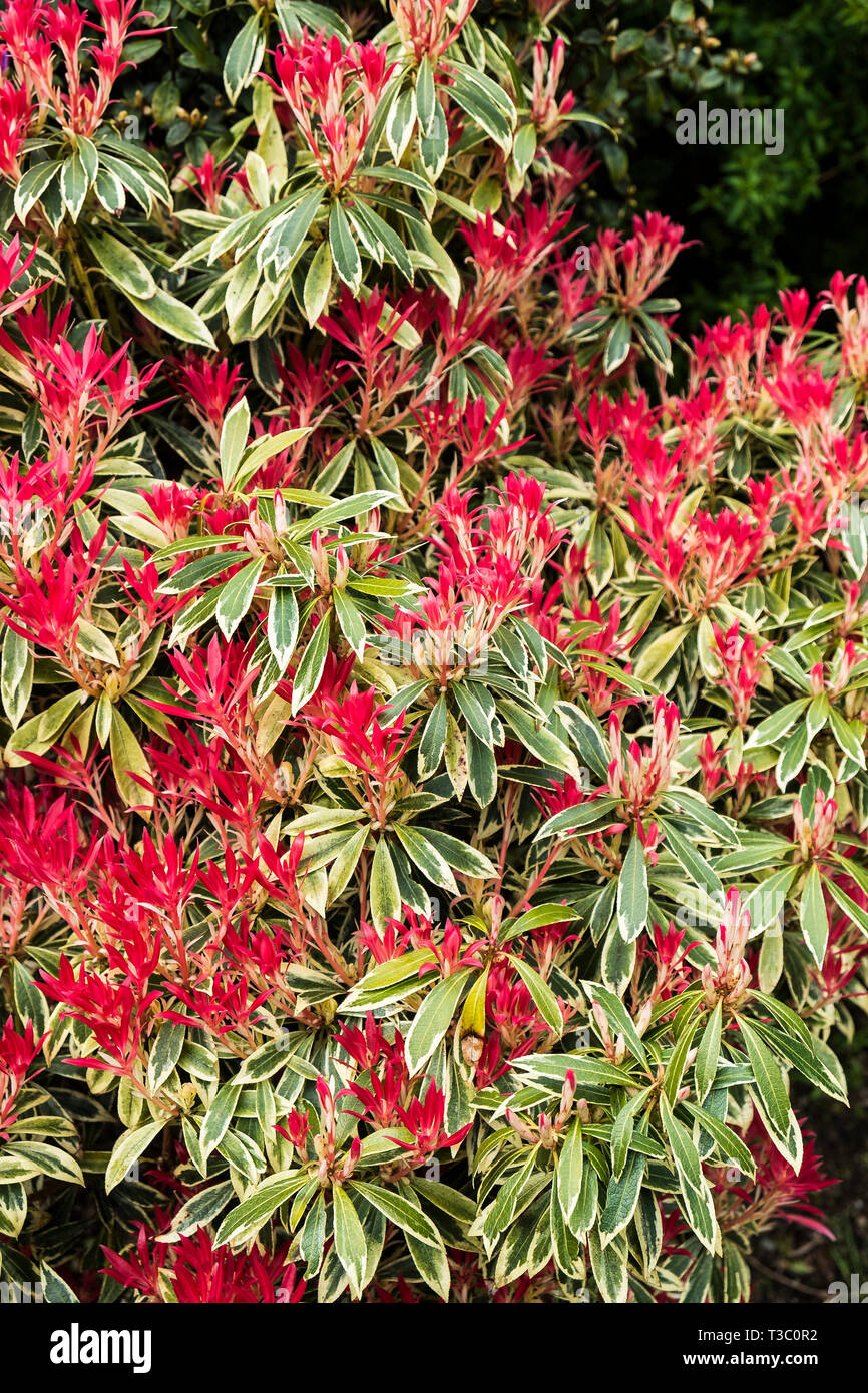 Sarcococca "Flaming Silver". Foto Stock