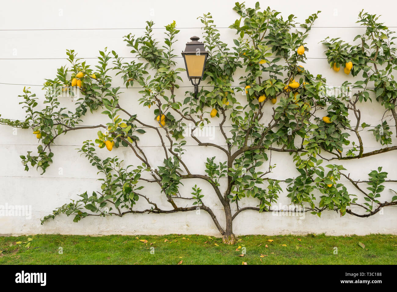 Espaliered limone crescente contro un muro bianco Foto Stock