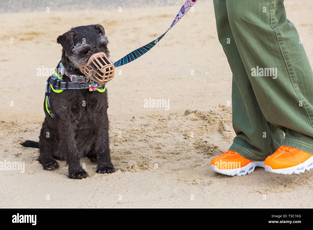 Patterdale Terrier cane indossando la museruola seduto sulla sabbia a Bournemouth Beach, Dorset, Regno Unito in aprile Foto Stock