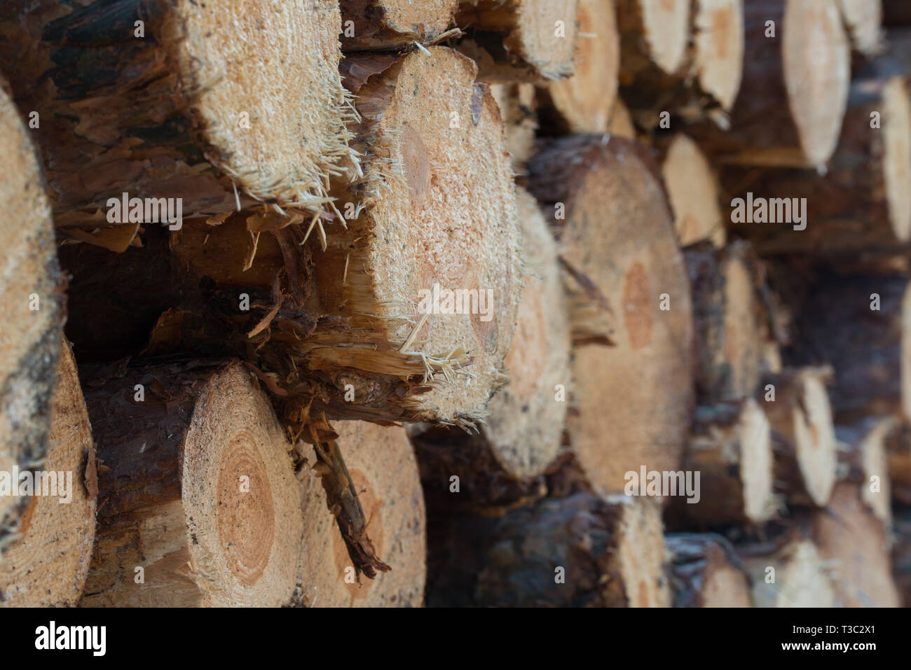 Pila di ciocchi di legna closeup messa a fuoco selettiva Foto Stock