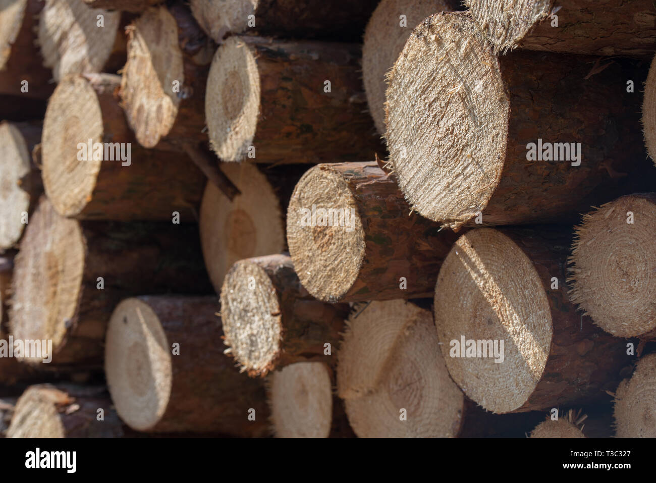 Pila di ciocchi di legna closeup messa a fuoco selettiva Foto Stock