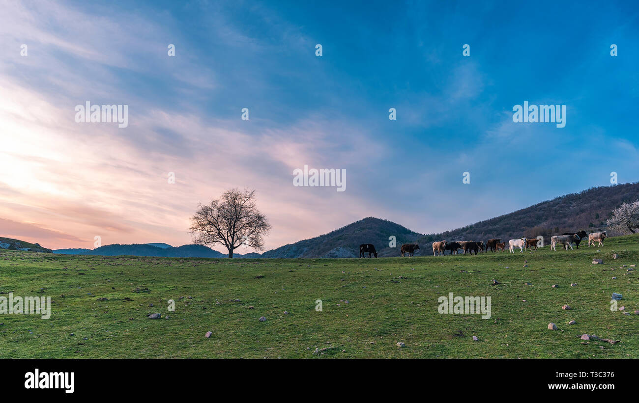 La primavera in montagna, vacche su verde prato pascolo accanto alla lonely quercia durante il sunrise Foto Stock