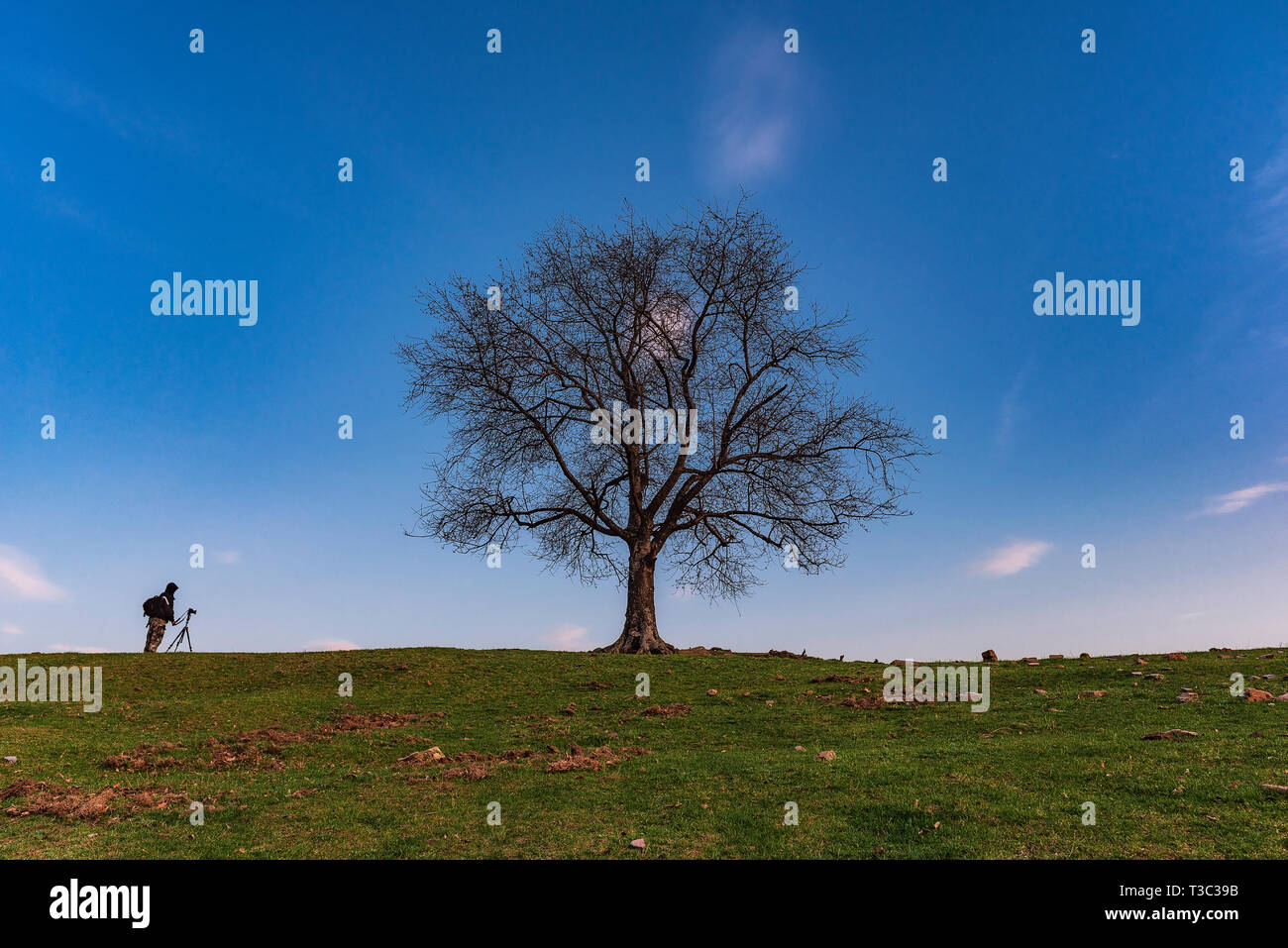 Fotografo di paesaggio accanto alla lonely quercia Foto Stock