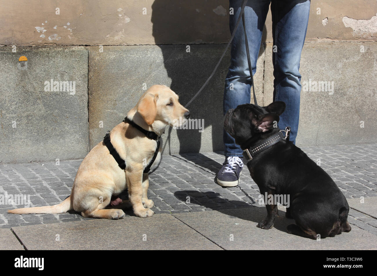 Giovani retriever bianco e nero per adulti bulldog francese siting occhio per occhio. Foto Stock Giovani retriever bianco e nero per adulti bulldog francese siting occhio per occhio. Foto Stock
