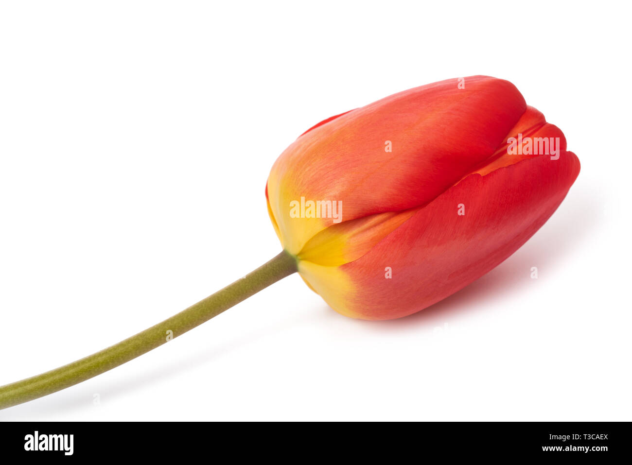 Red tulip flower isolati su sfondo bianco Foto Stock