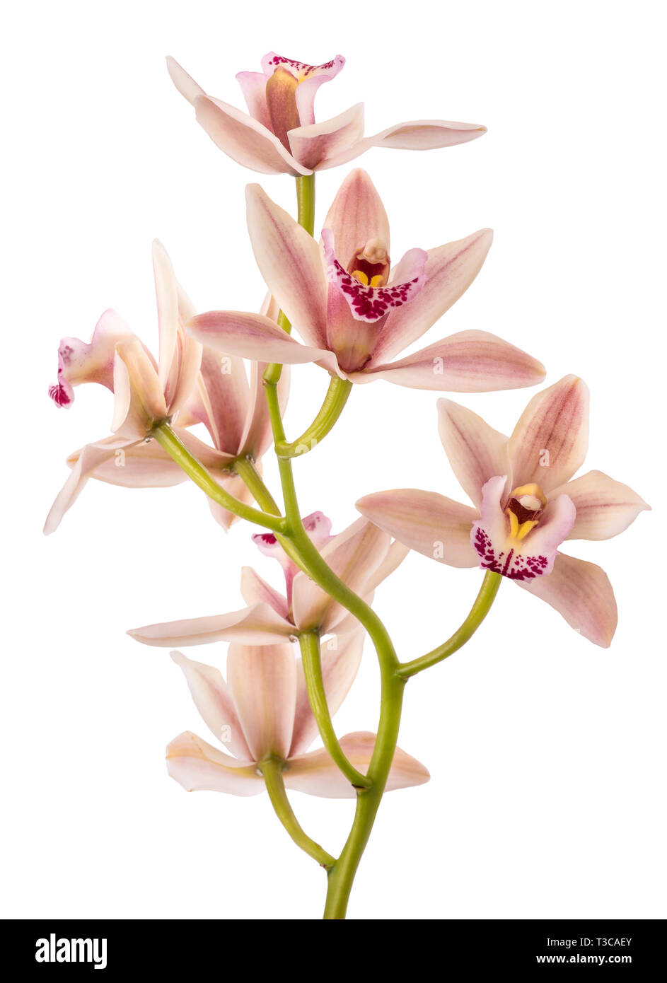 Barca fiori di orchidea isolati su sfondo bianco Foto Stock