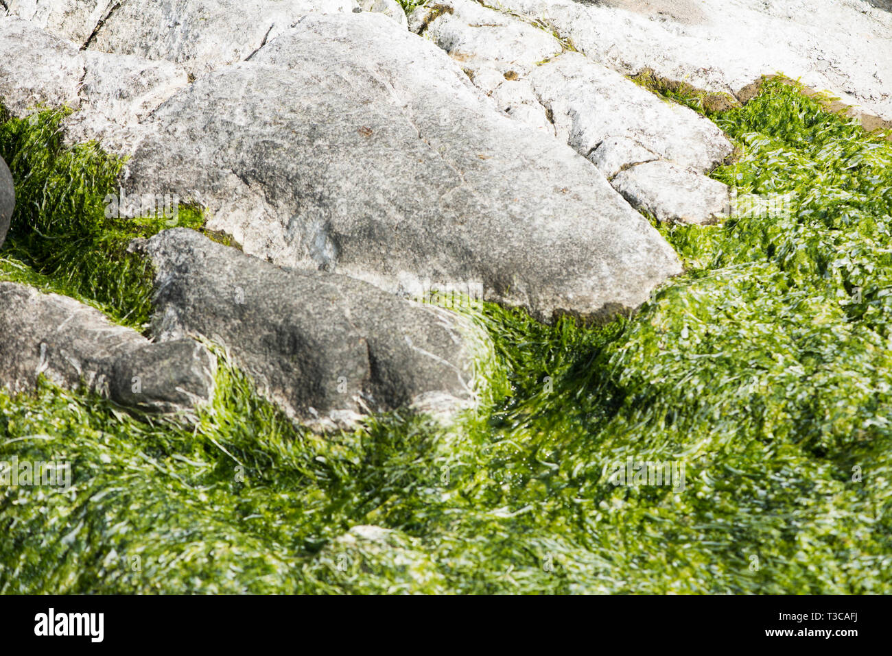 Arte (natura) in Svezia Foto Stock