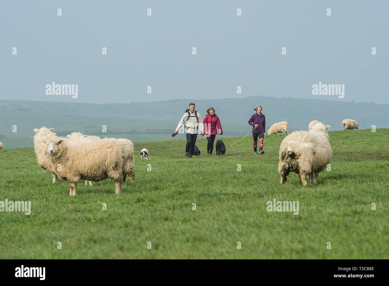 Cani a piedi attraverso le pecore Foto Stock