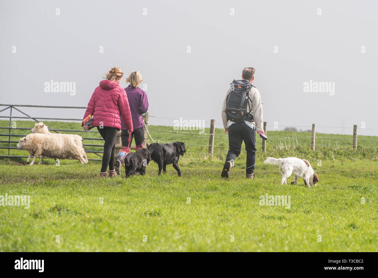 Cani a piedi attraverso le pecore Foto Stock