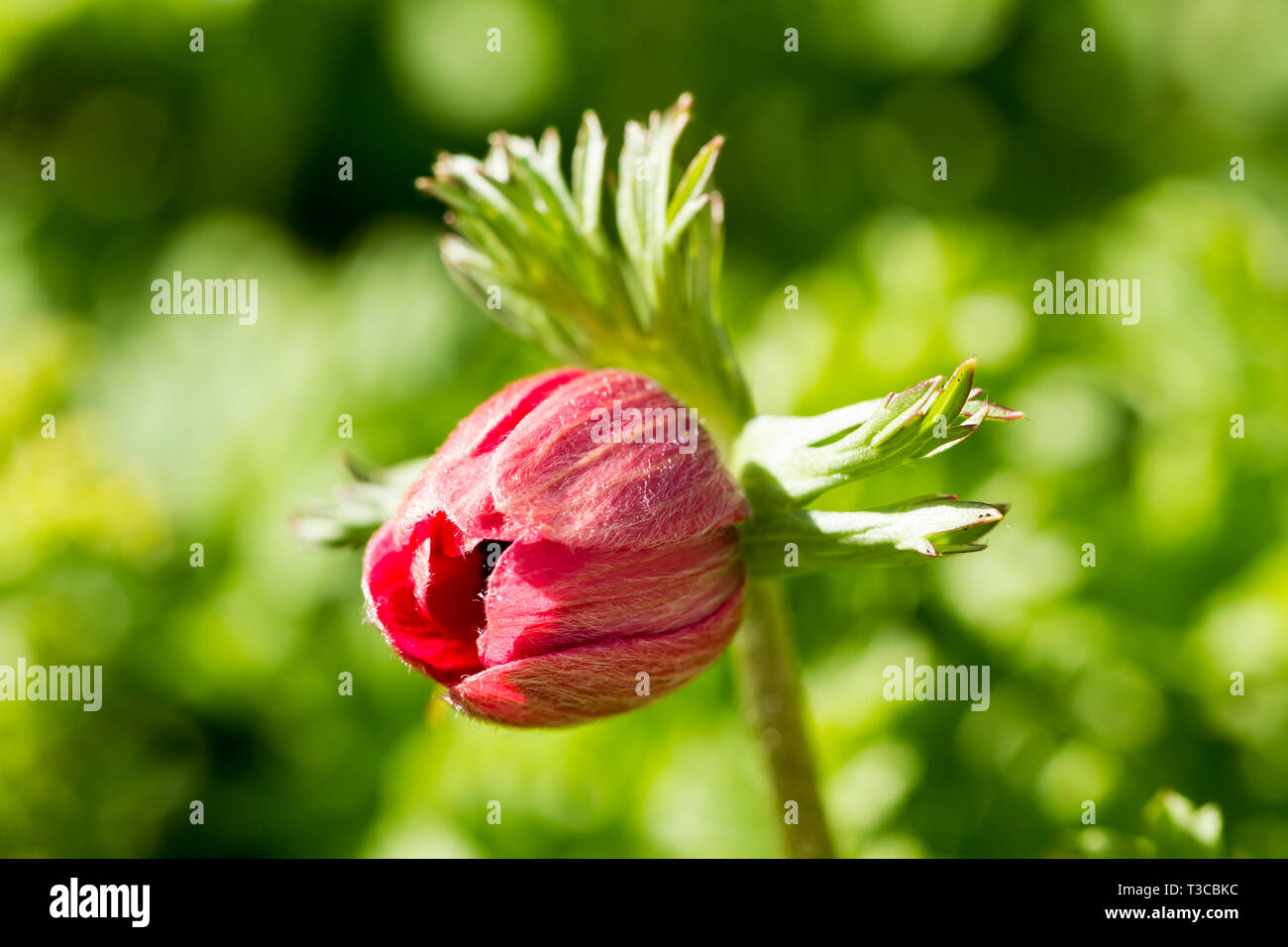 Anemone coronaria de Caen Group, Anemone Hollandia fiore rosso bud. Foto Stock