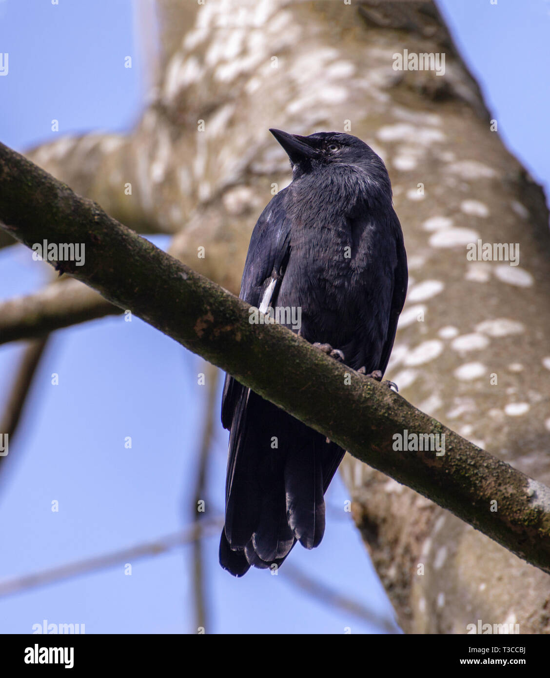 Una cornacchia appollaiato su un ramo di un albero, UK. Foto Stock