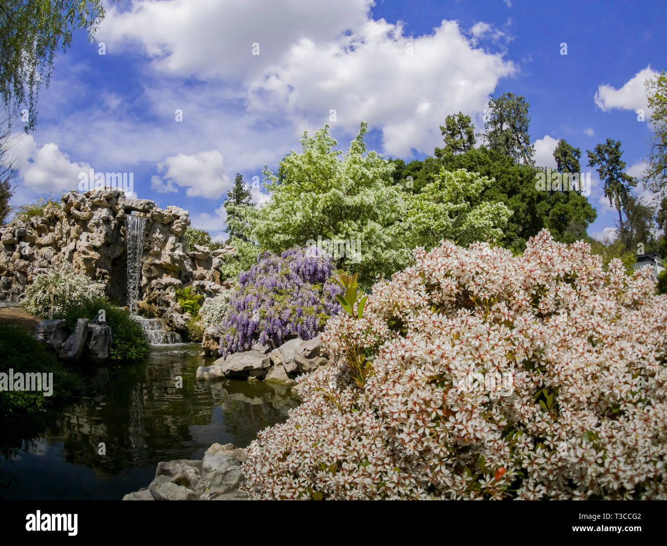 Fiore di glicine in giardino cinese della Biblioteca di Huntington a Los Angeles in California Foto Stock