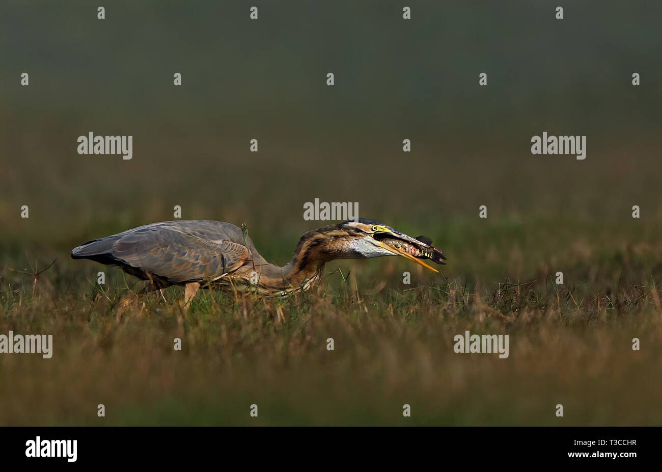 Fauna selvatica, Uccelli, mammiferi, insetti, Arte, Architettura, Macro, Paesaggio Foto Stock