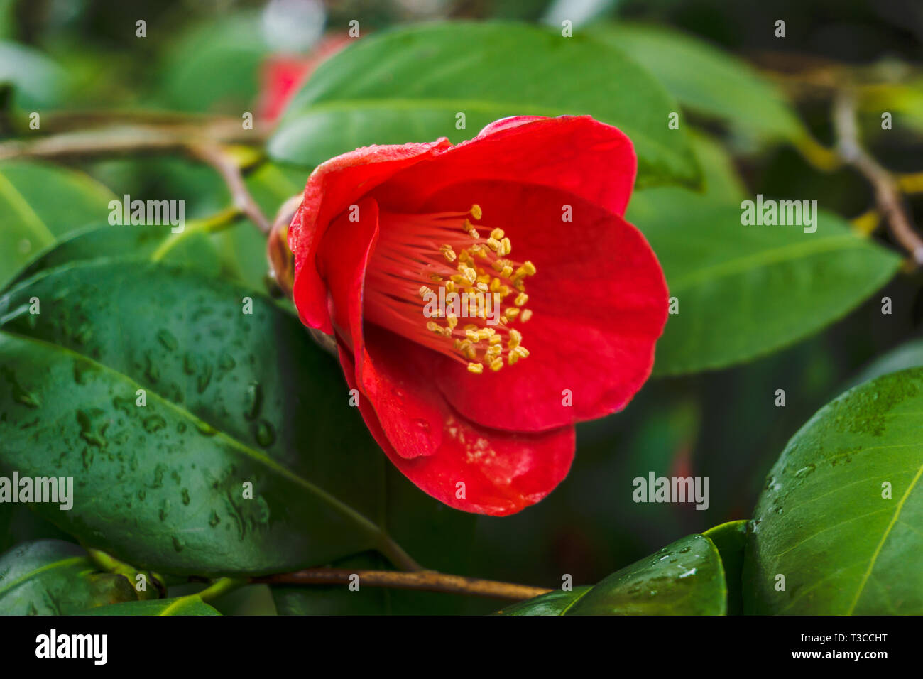 Close-up di un rosso di Camellia sasanqua (Camellia japonica) con gocce d'acqua. Vista di una fioritura red Camellia sasanqua. Foto Stock