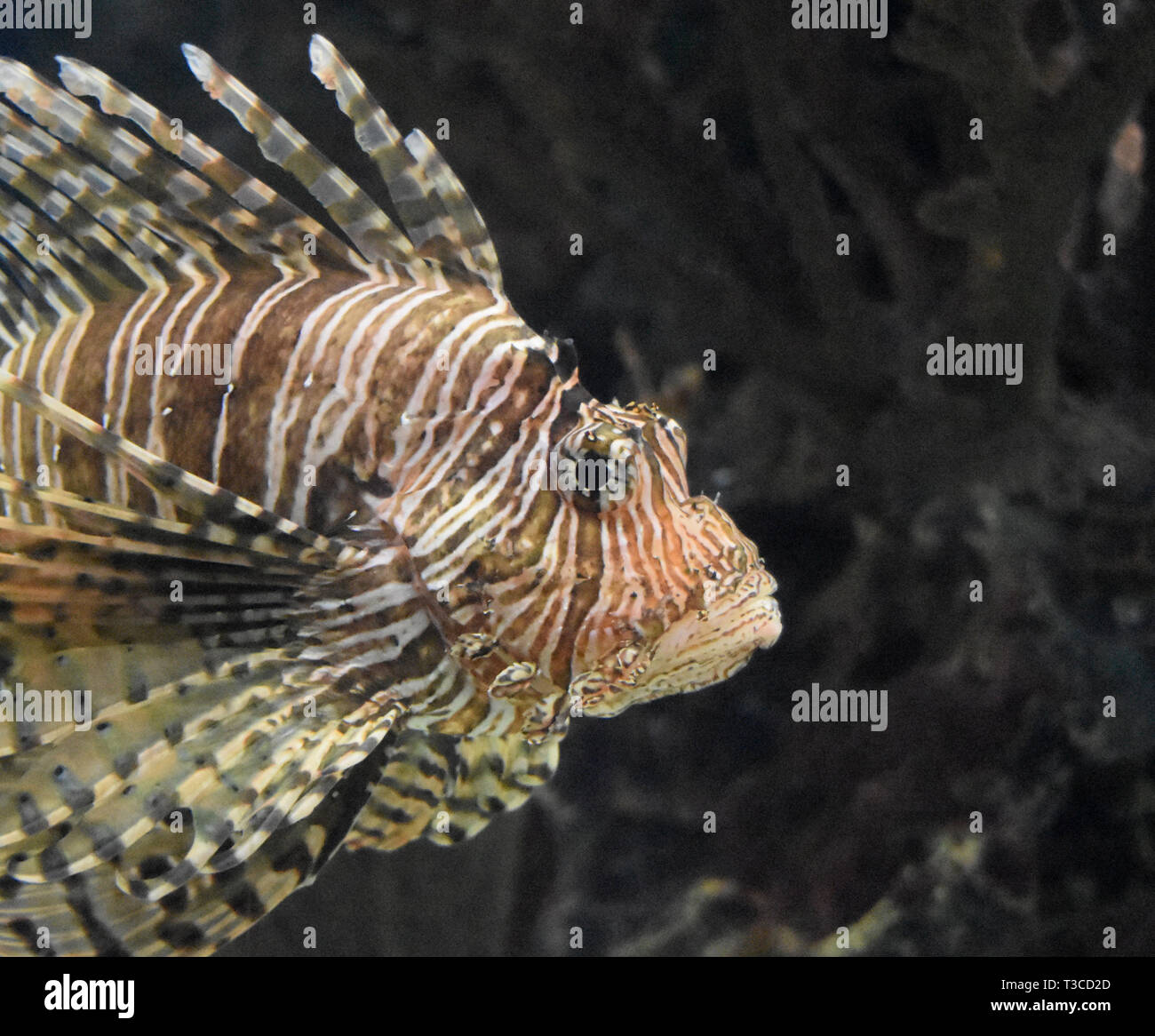 Fino vicino guardare il volto di una farfalla cod. Foto Stock