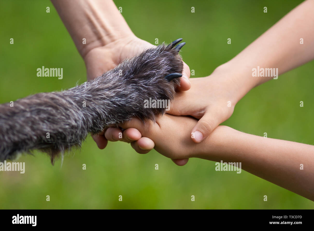 Le mani della famiglia e la zampa del cane, che anche un membro della famiglia sul verde sfondo estivo Foto Stock