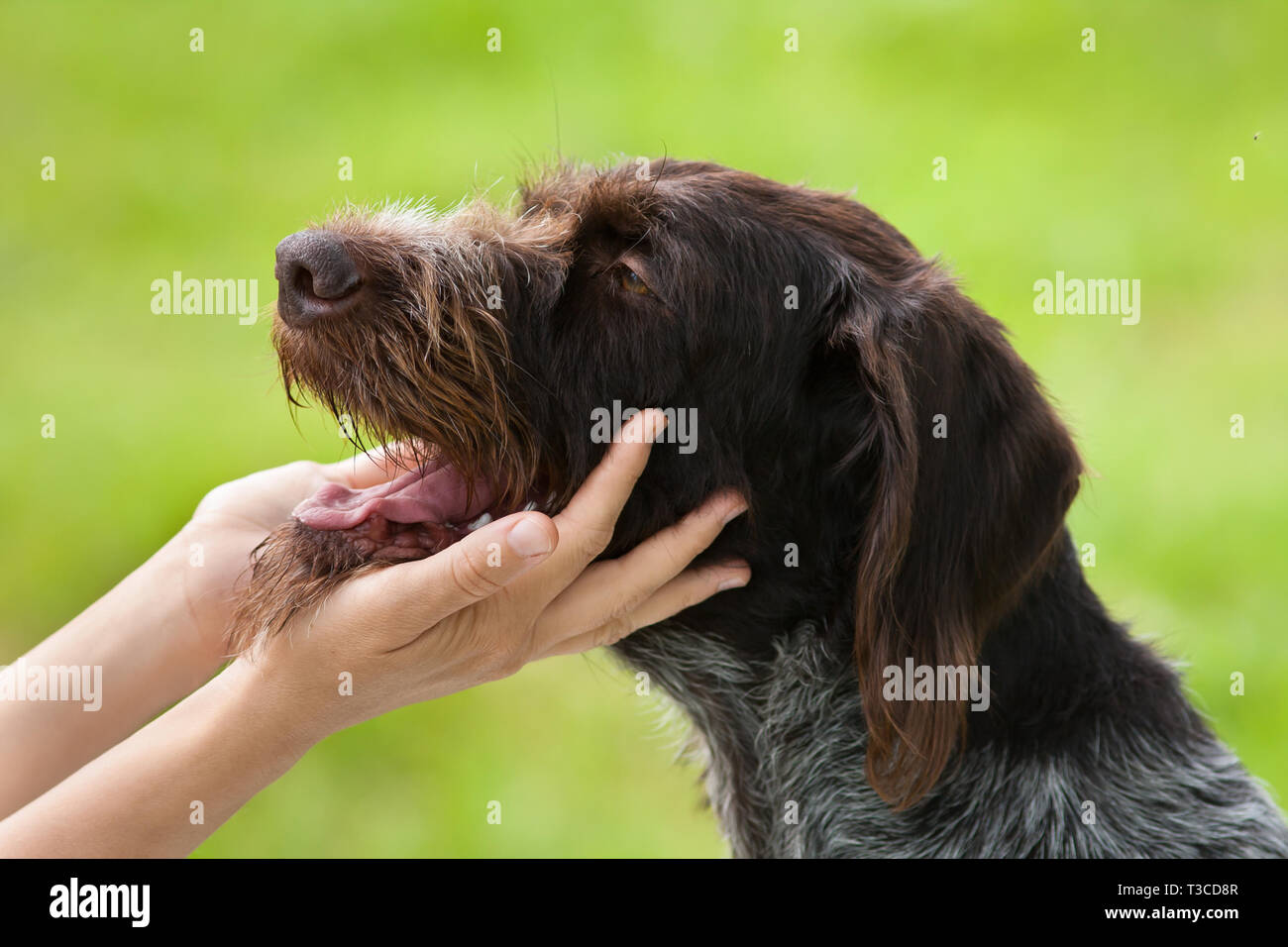 Le mani del proprietario come accarezzare la testa del cane Foto Stock