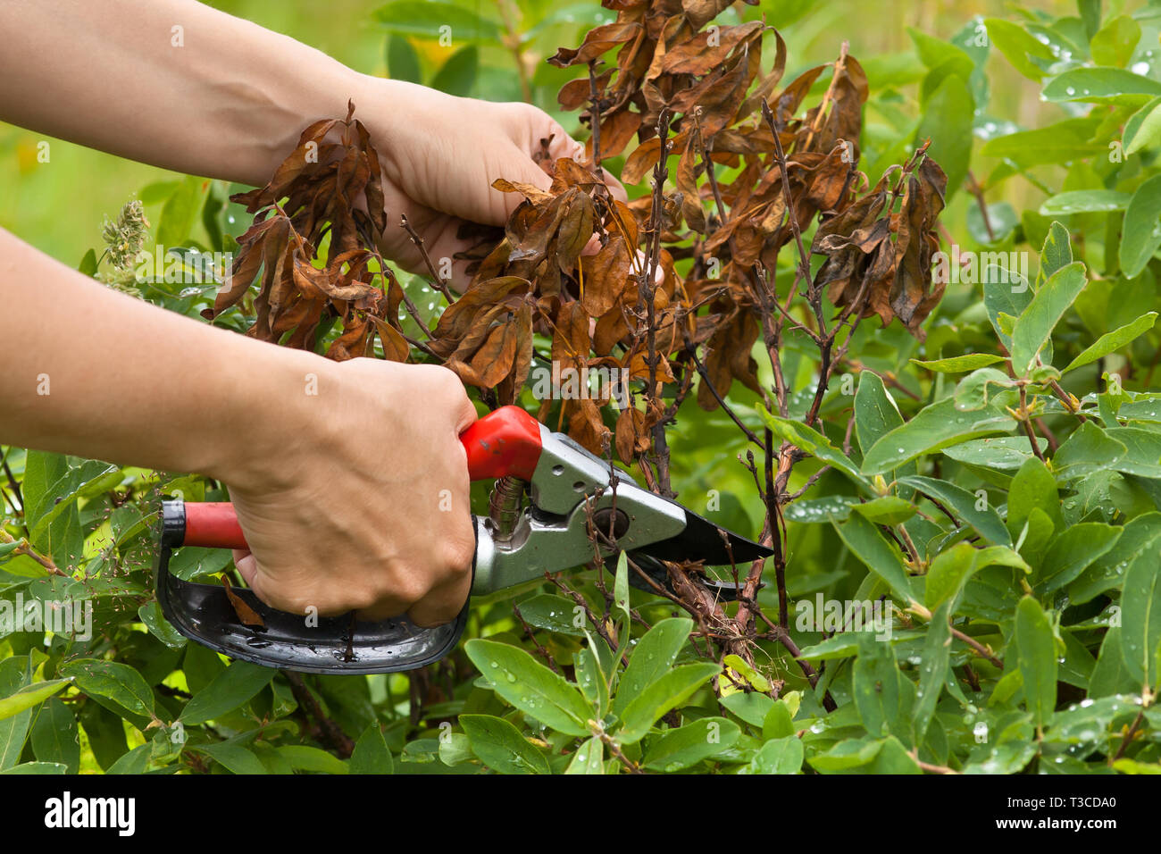 Le mani del giardiniere con potatura secateurs caprifoglio in giardino Foto Stock Le mani del giardiniere con potatura secateurs caprifoglio in giardino Foto Stock
