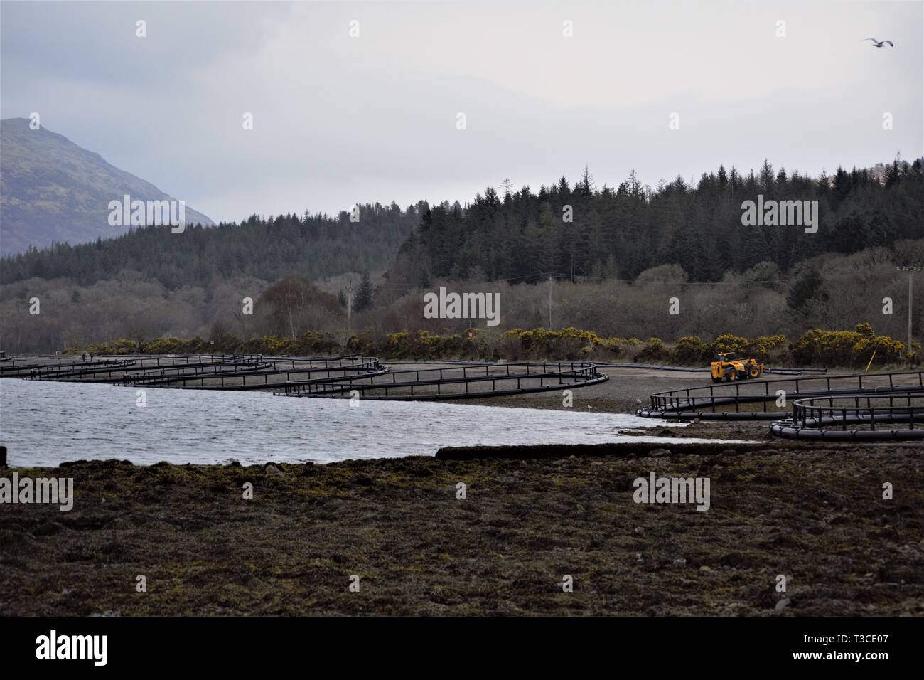 Costruzione di fusione Marine, HDPE, galleggiante, salmone pesce gabbie di penna sulle rive di Loch Creran. Alberi in background. Foto Stock