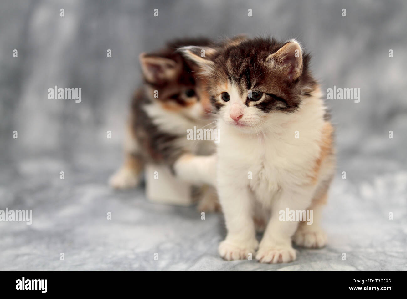 Dolce alcune settimane vecchi norvegesi della foresta gattino in studio. Il suo gemello sullo sfondo sta giocando con la sua coda Foto Stock