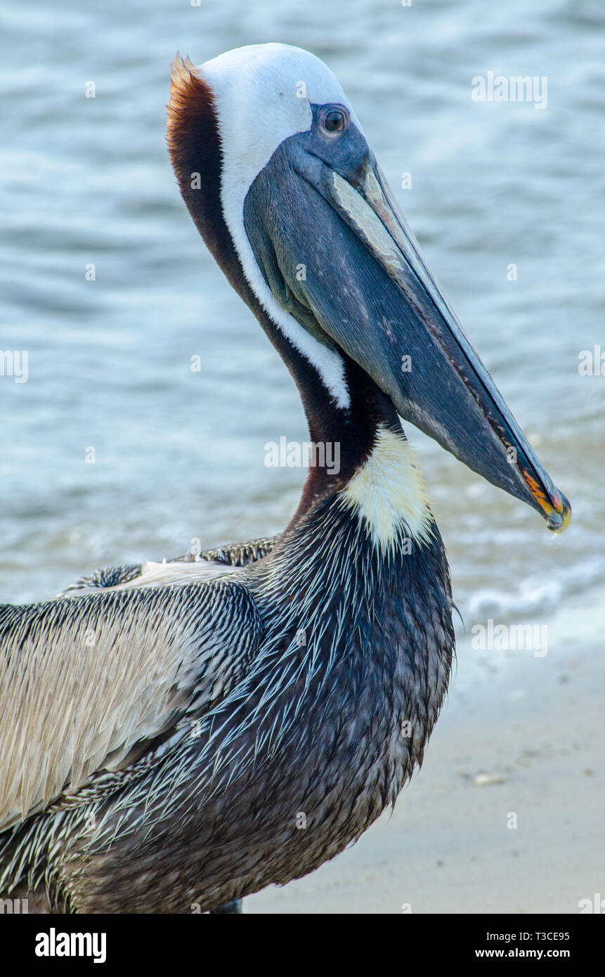 Un adulto brown pelican in non-allevamento piumaggio sorge sulla spiaggia vicino il Bayou La Batre State Docks Giugno 17, 2013. Foto Stock