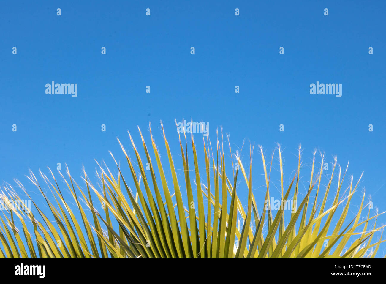Di foglie di palma a bordo sul cielo blu, risorsa di grafica Foto Stock