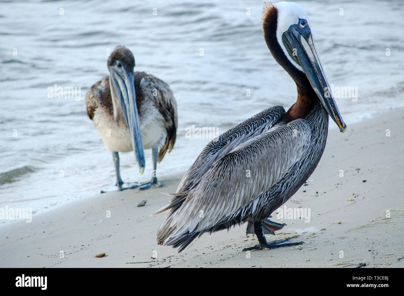 Un pellicano bruno adulto in crumage si leva con un pelican bruno giovanile sulla spiaggia, 17 giugno 2013, in Bayou la Batre, Alabama. Foto Stock