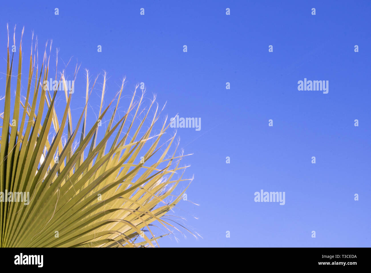 Sfondo, bordo background Palm tree, palm sul cielo blu sullo sfondo Foto Stock